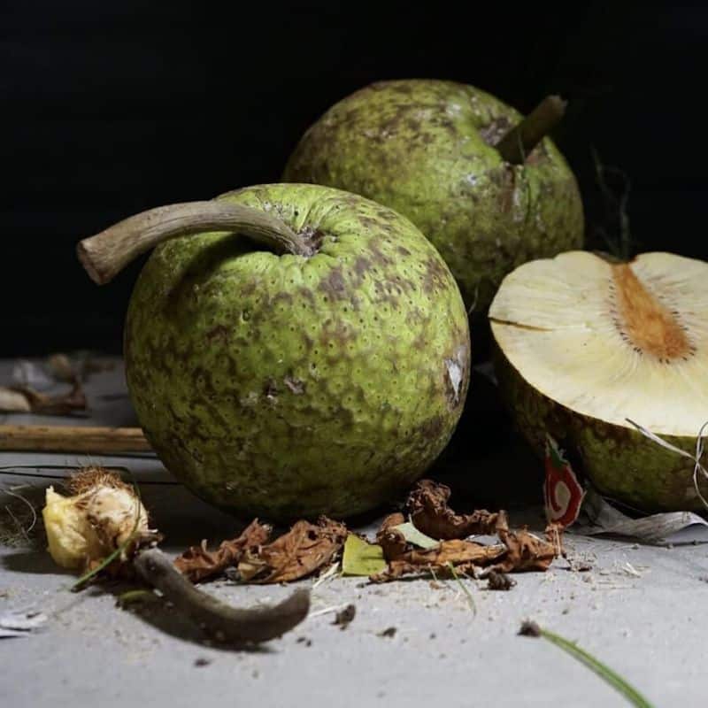 What Is Breadfruit?