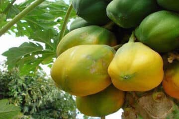 jamaican fruits papaya
