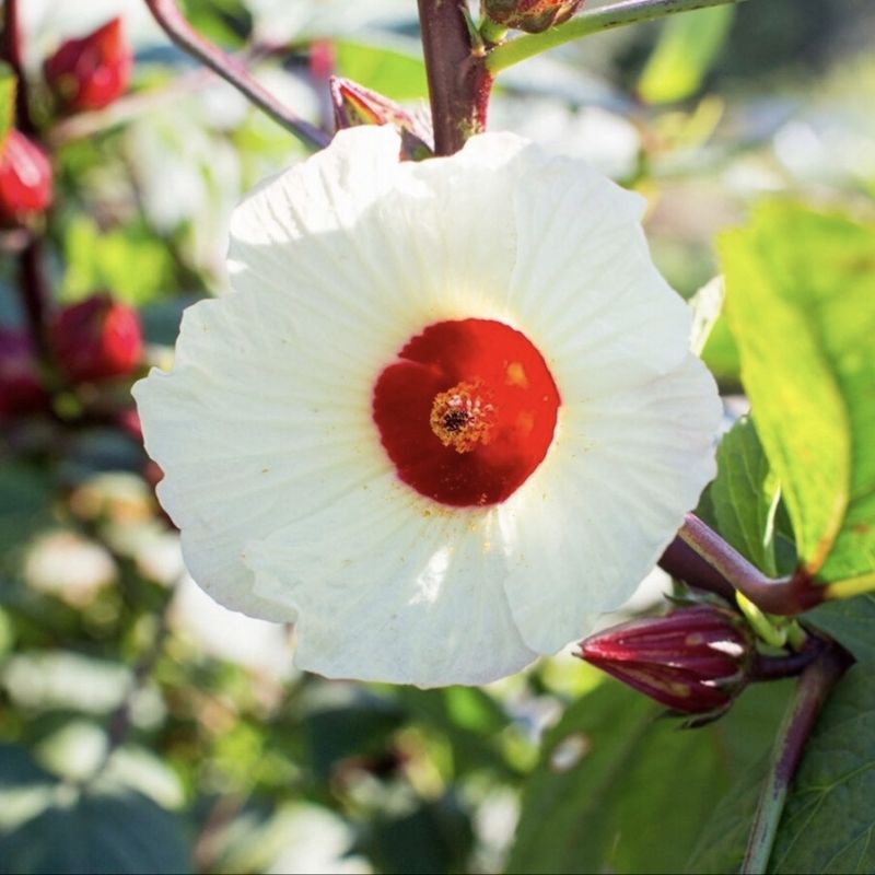 Jamaican Sorrel flower