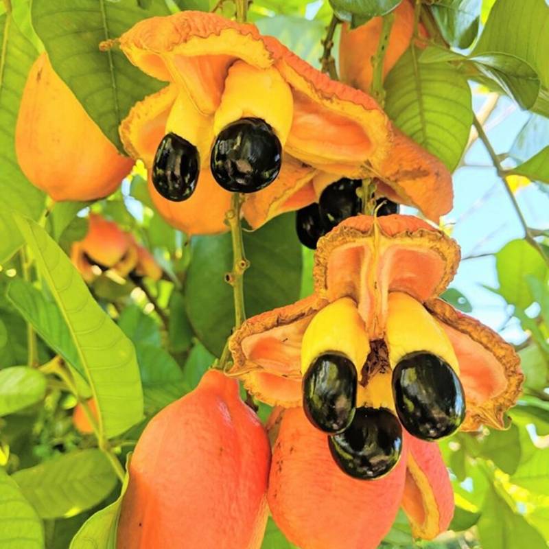 Jamaica Ackee Fruit
