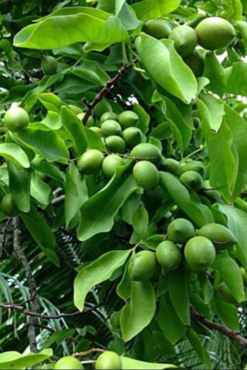 guinep fruit