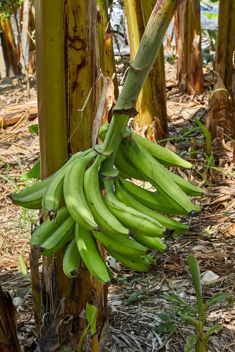 Plantain origin