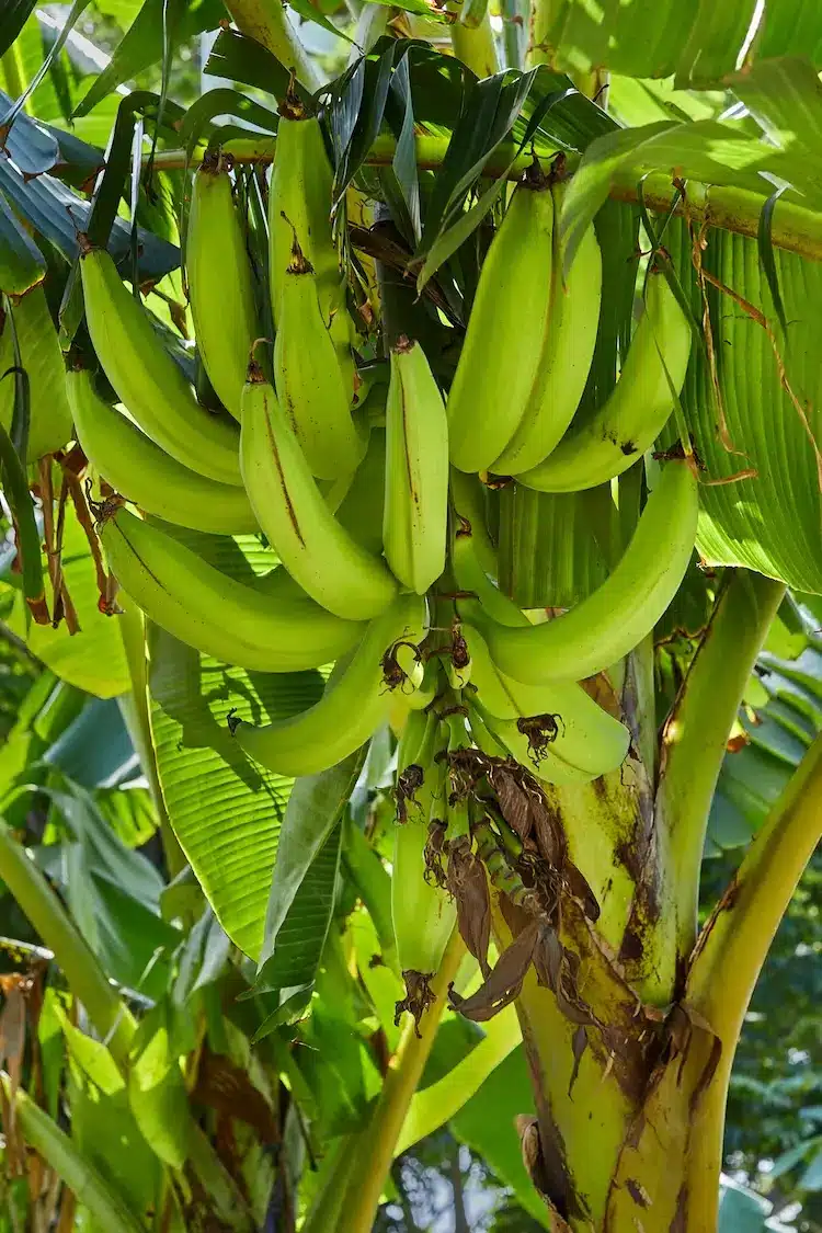 Plantain tree